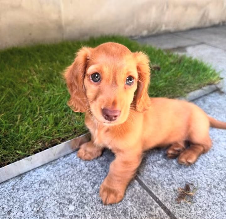 ELLA