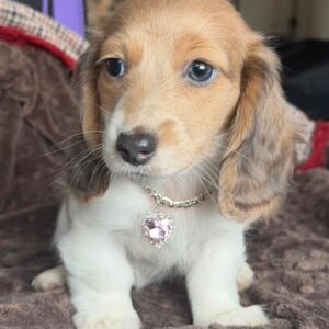 CHLOE