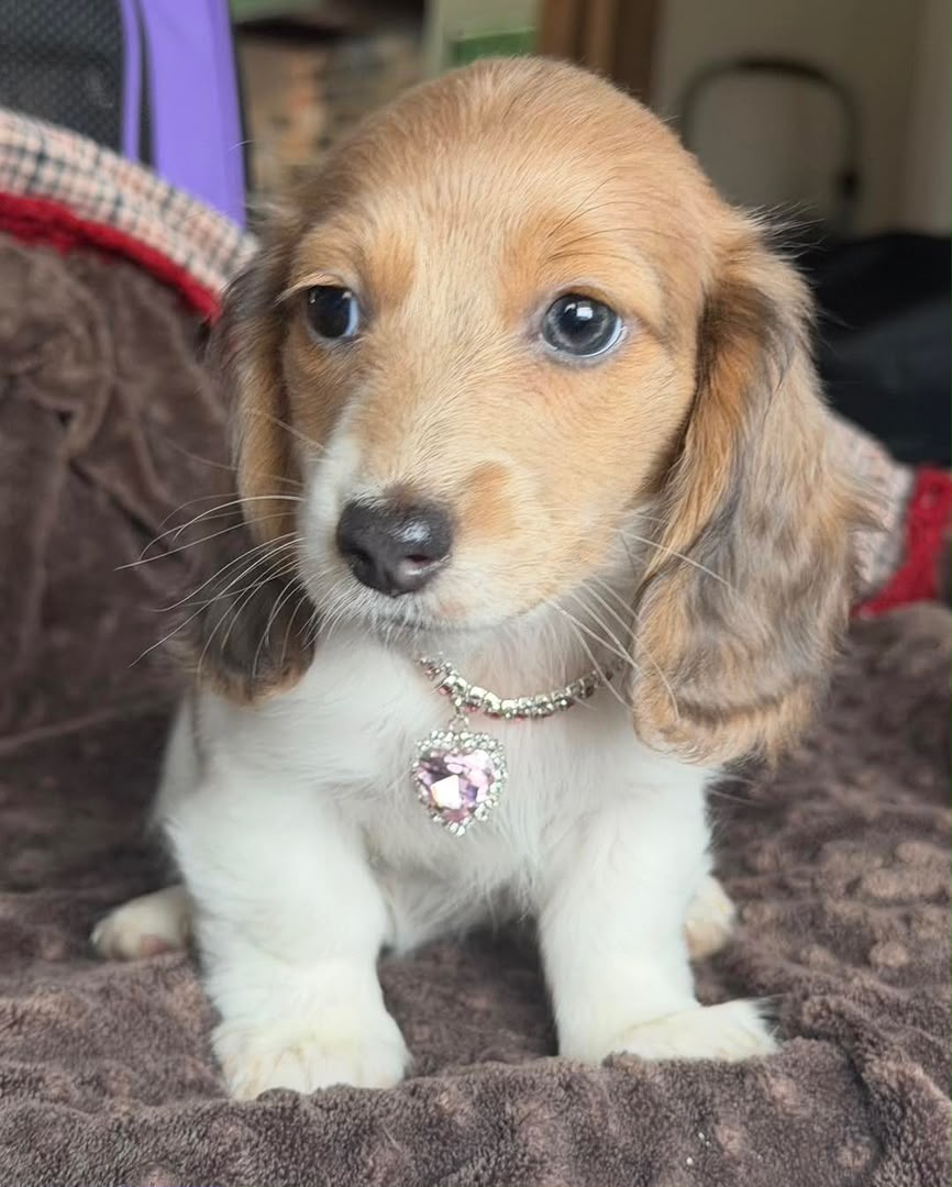 CHLOE